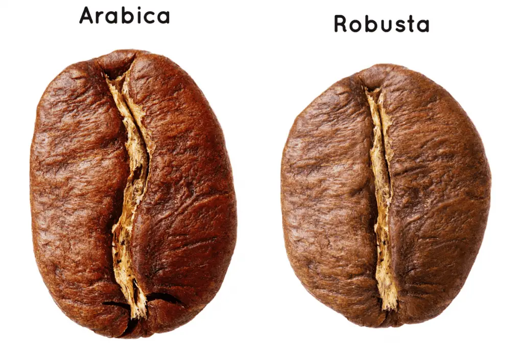 Image of an Arabica bean next to a Robusta bean